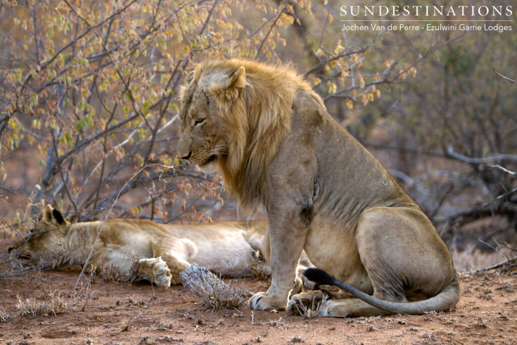 Singwe Pride mating pair Singwe Pride mating pair