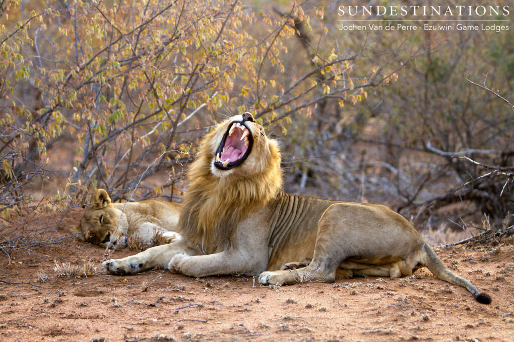 Singwe Pride mating pair near Ezulwini Billy's Lodge Singwe Pride mating pair near Ezulwini Billy's Lodge