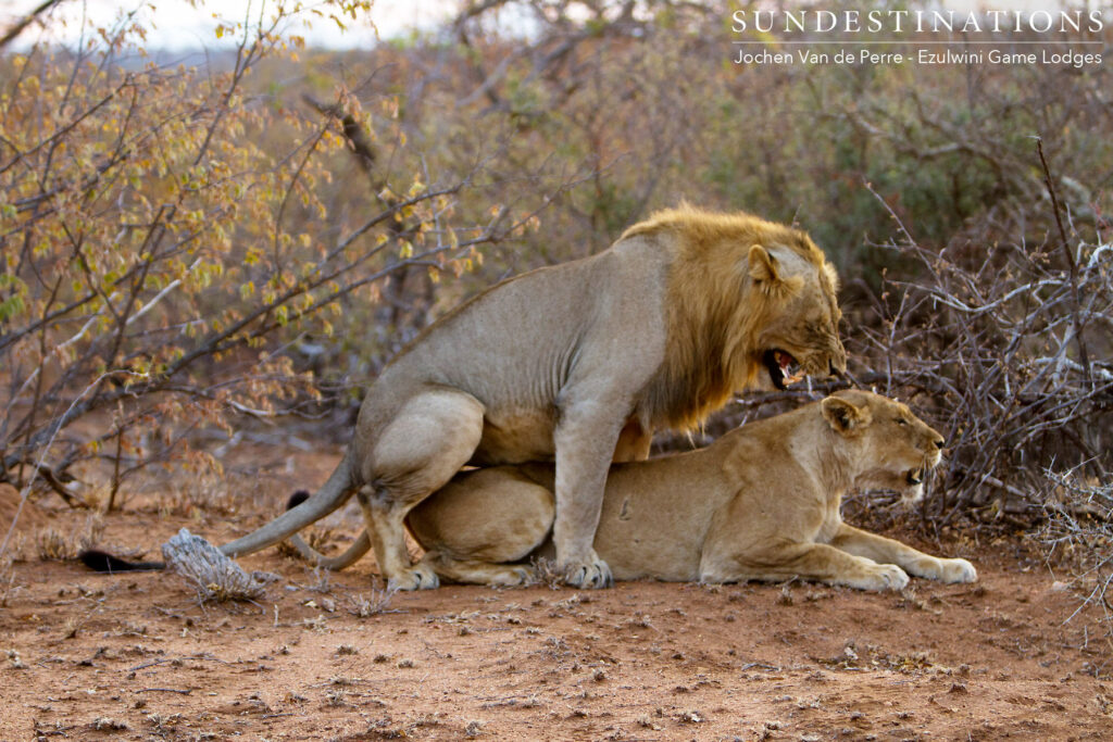 Singwe Pride male currently mating near Billy's Lodge Singwe Pride male currently mating near Billy's Lodge