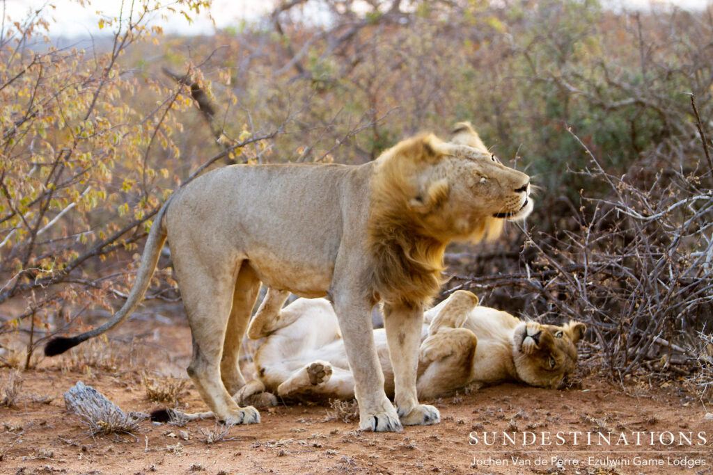 Singwe Pride mating pair Singwe Pride mating pair