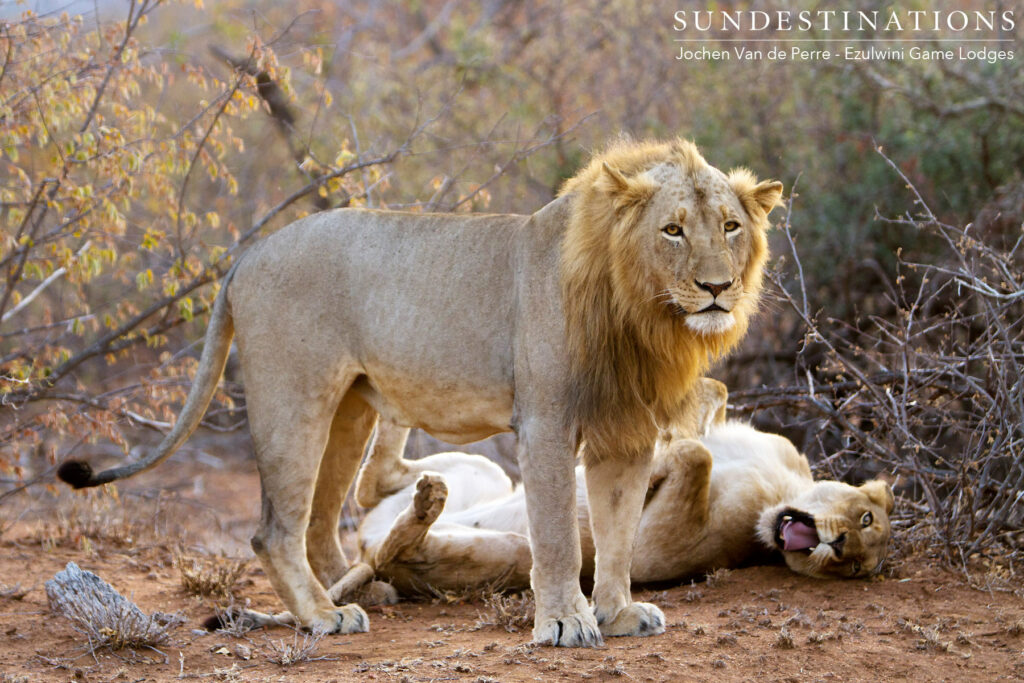 Singwe Pride mating pair Singwe Pride mating pair