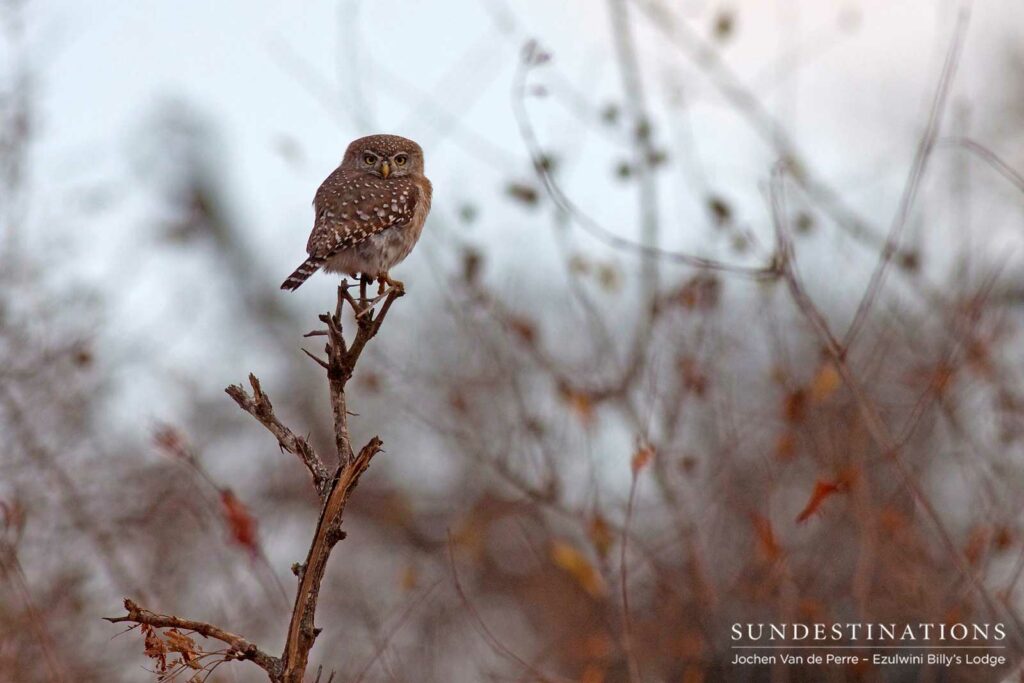 A pearl-spotted owlet braces against the cold winter morning chill as it traps air between its feathers and subsequently doubles in size A pearl-spotted owlet braces against the cold winter morning chill as it traps air between its feathers and subsequently doubles in size