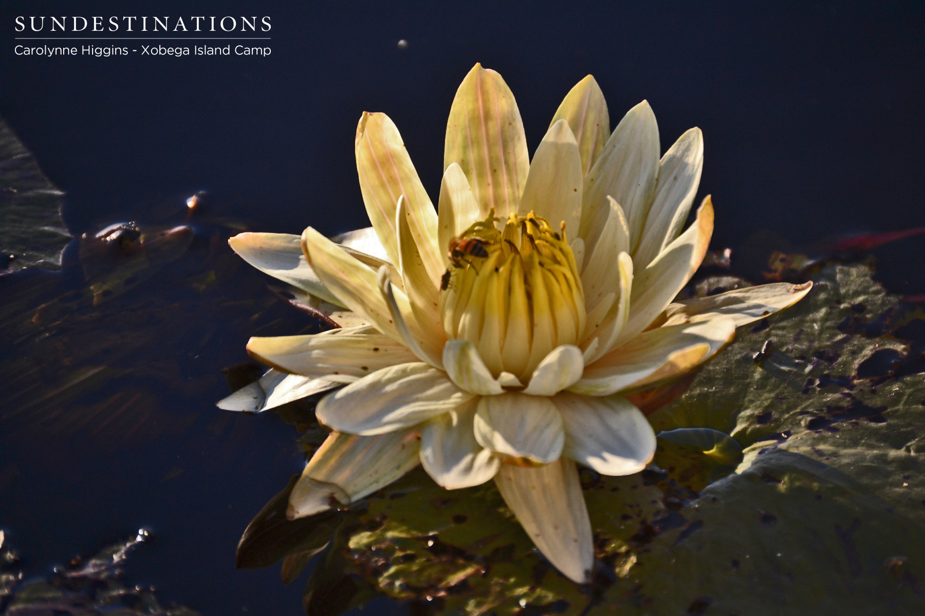 Lily in the Delta Lily in the Delta