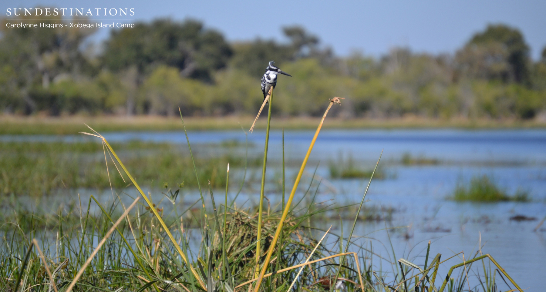 Pied Kingfisher Pied Kingfisher
