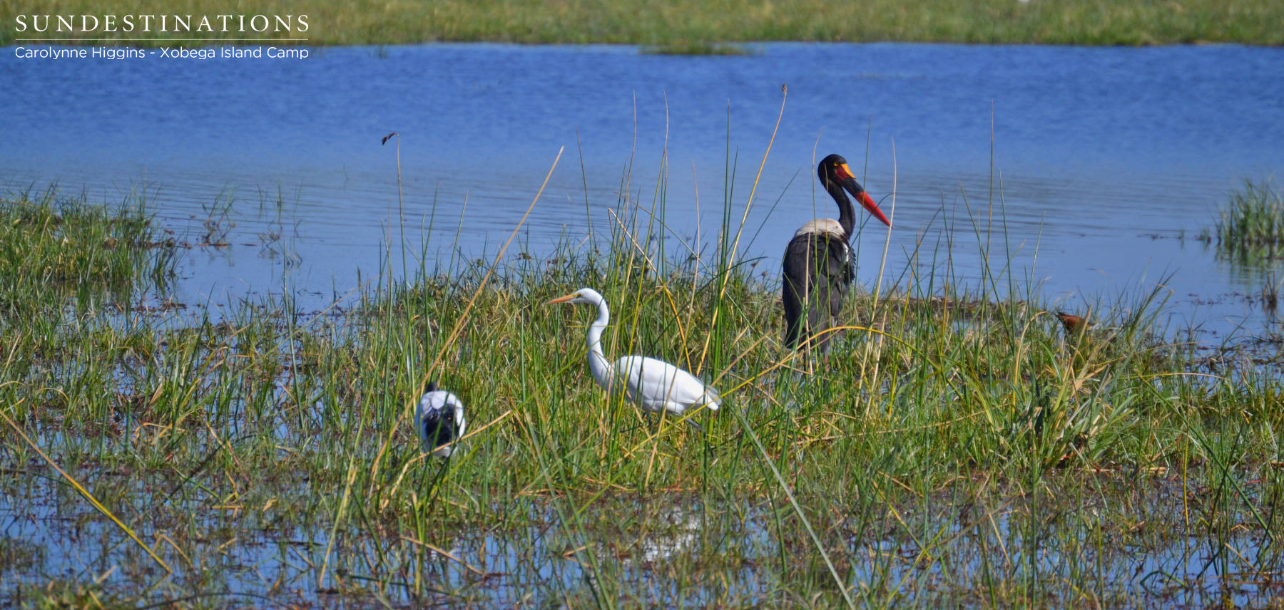 Saddle-billed Stork Saddle-billed Stork