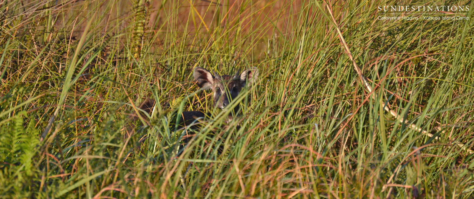 Rare Sitatunga Rare Sitatunga