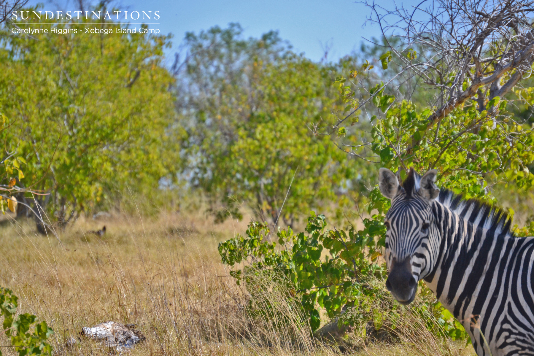 Zebra hides in Thickets Zebra hides in Thickets