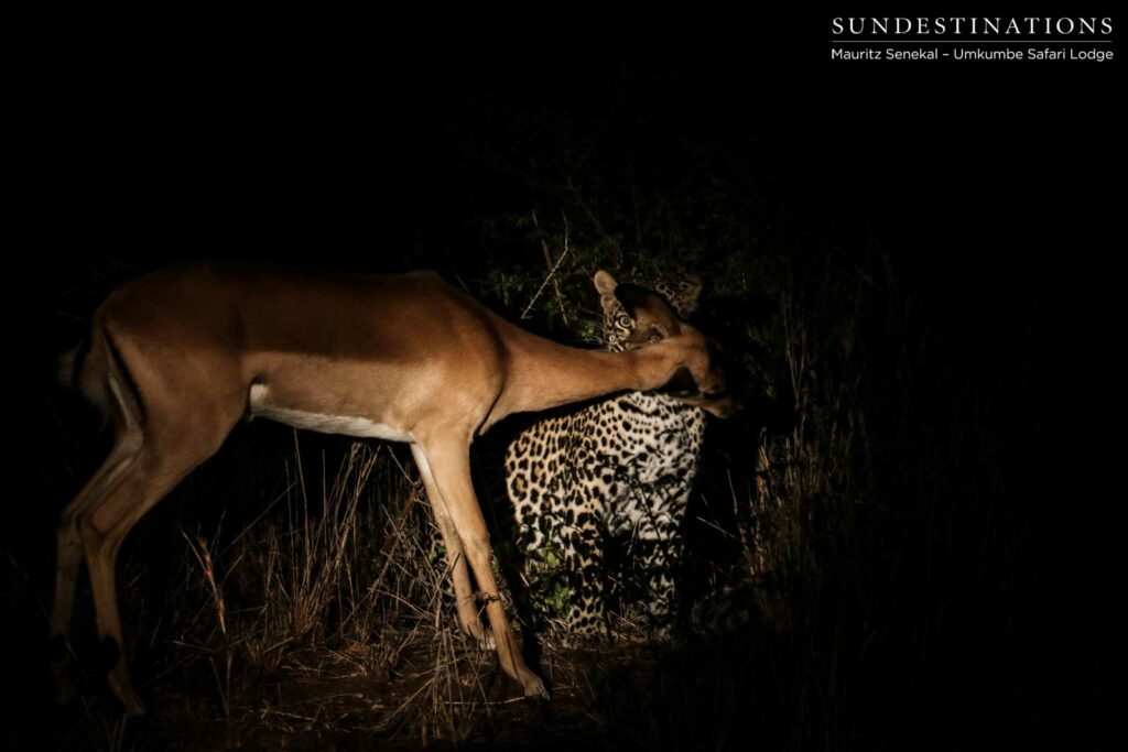 The perfect kill - Tatowa effortlessly suffocates an impala The perfect kill - Tatowa effortlessly suffocates an impala
