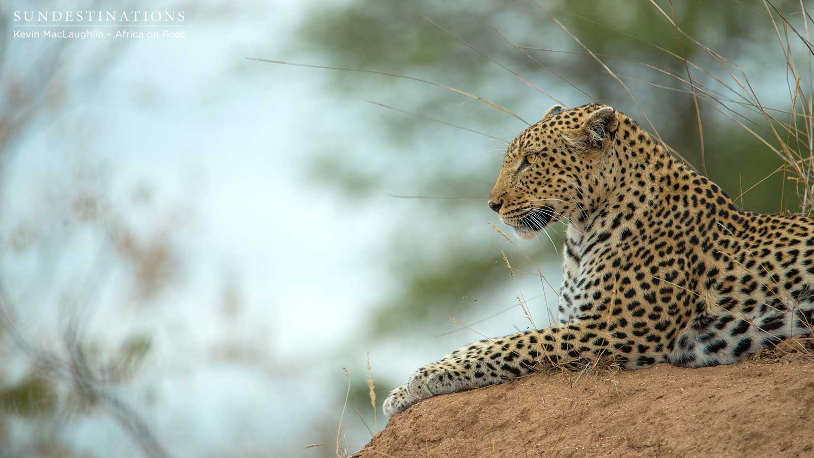Cleo the Leopardess Cleo the Leopardess