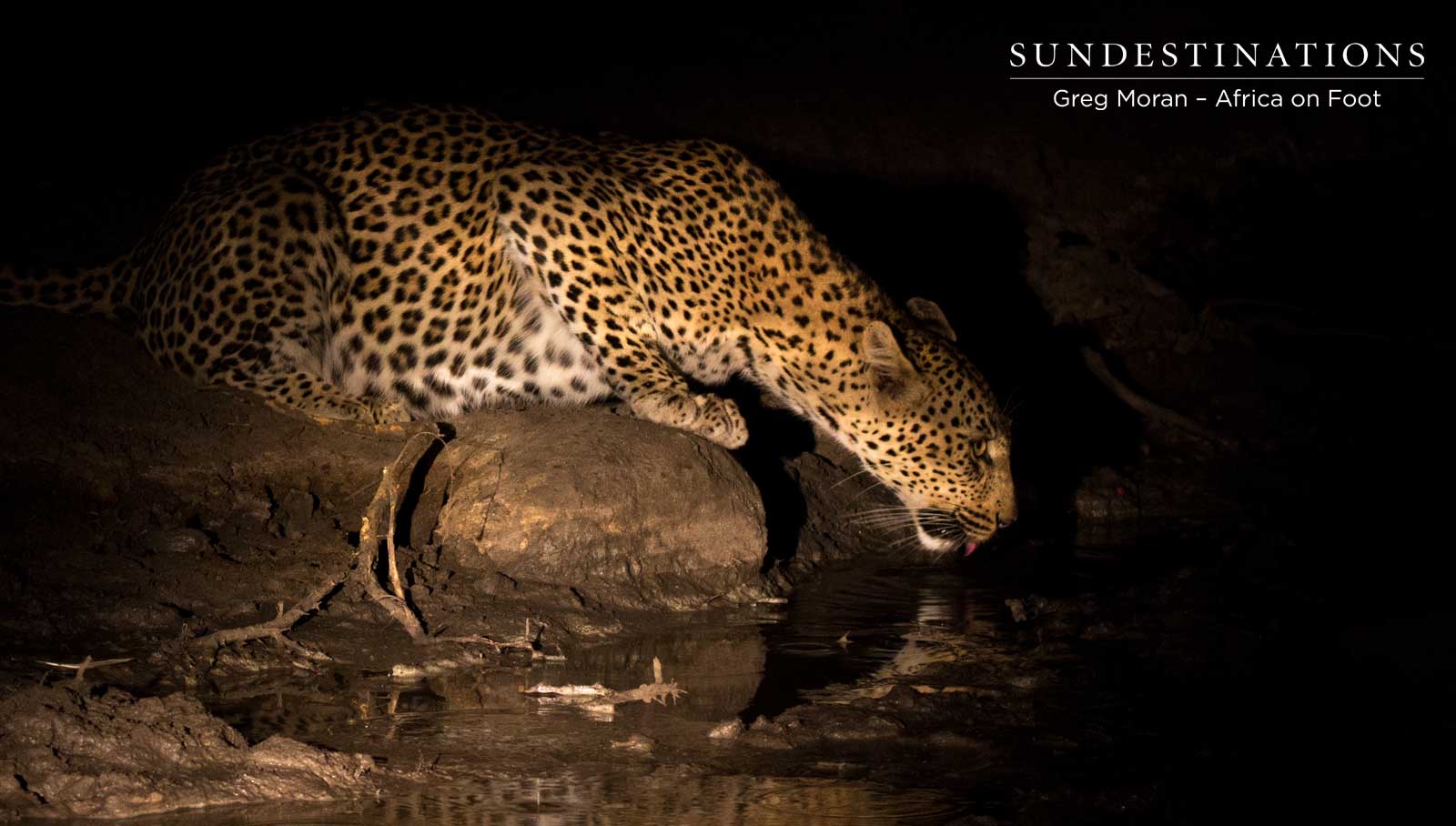 Leopard Drinking Africa on Foot Leopard Drinking Africa on Foot