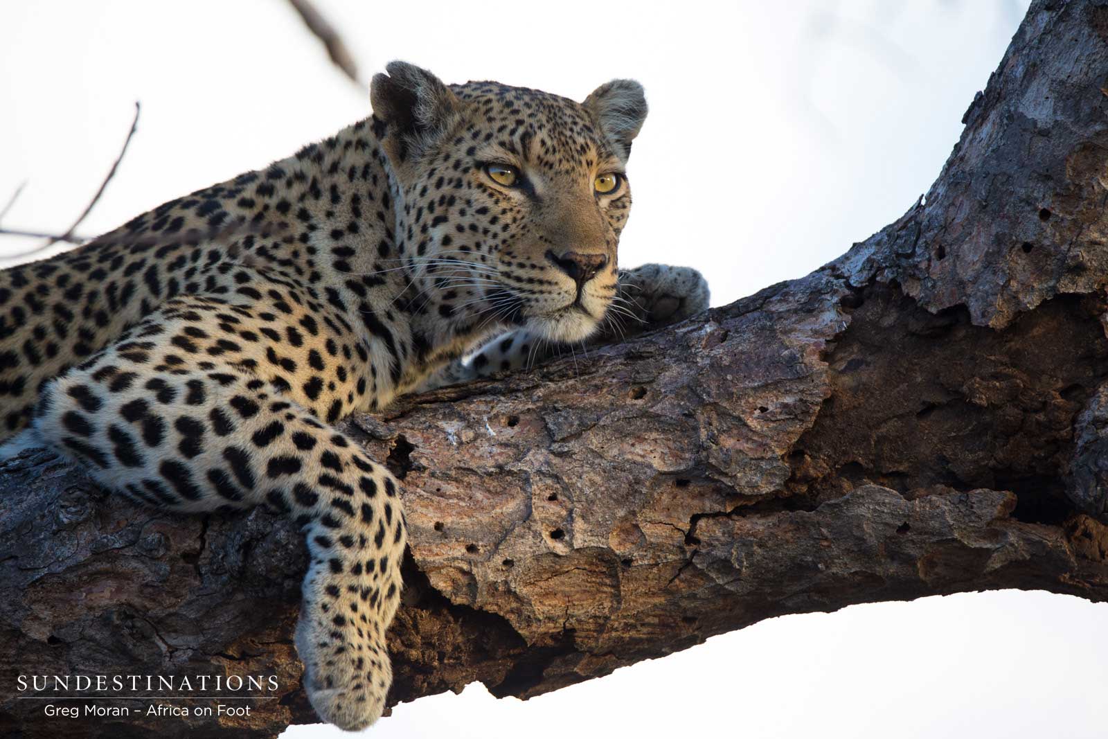 Africa on Foot Leopard Africa on Foot Leopard