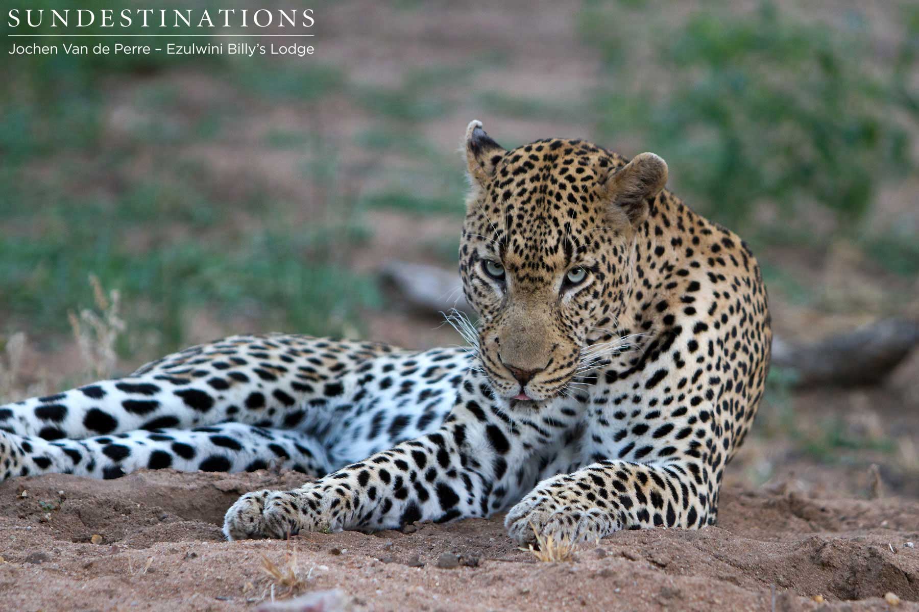 Ezulwini Blue-eyed Boy Ezulwini Blue-eyed Boy