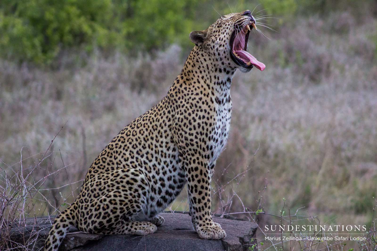 Sabi Sand Mxabene Sabi Sand Mxabene