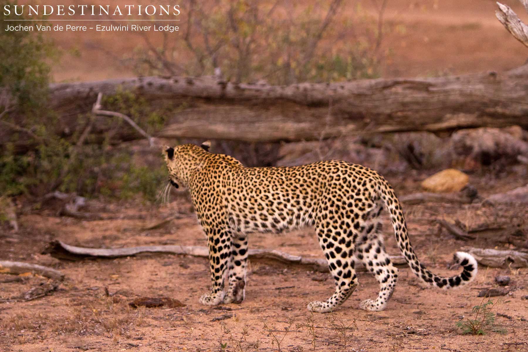 Van Wijk's Leopardess Van Wijk's Leopardess