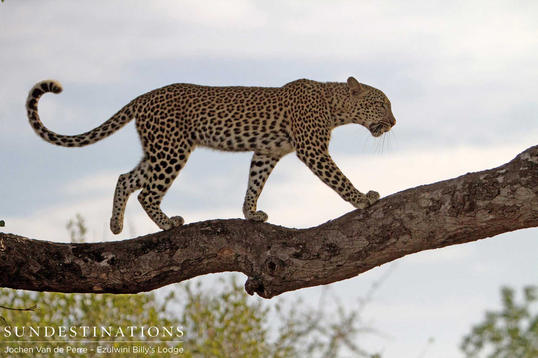 Van Wijk Leopard in Tree Van Wijk Leopard in Tree