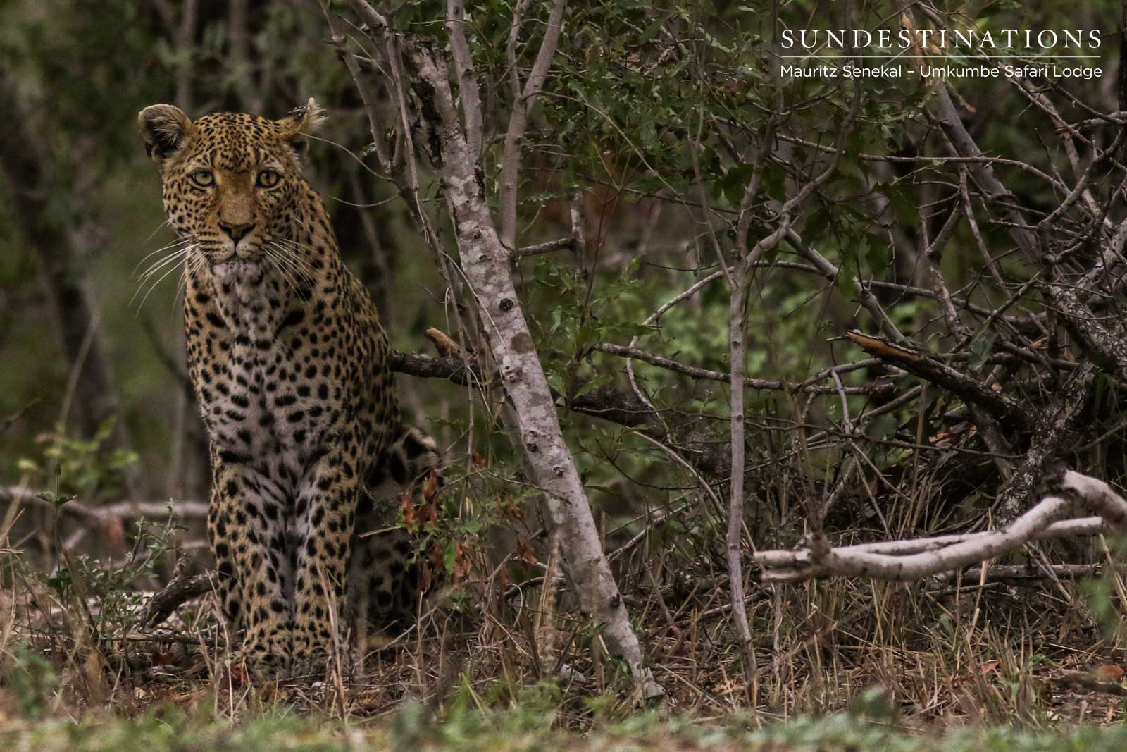 White Dam Leopardess White Dam Leopardess