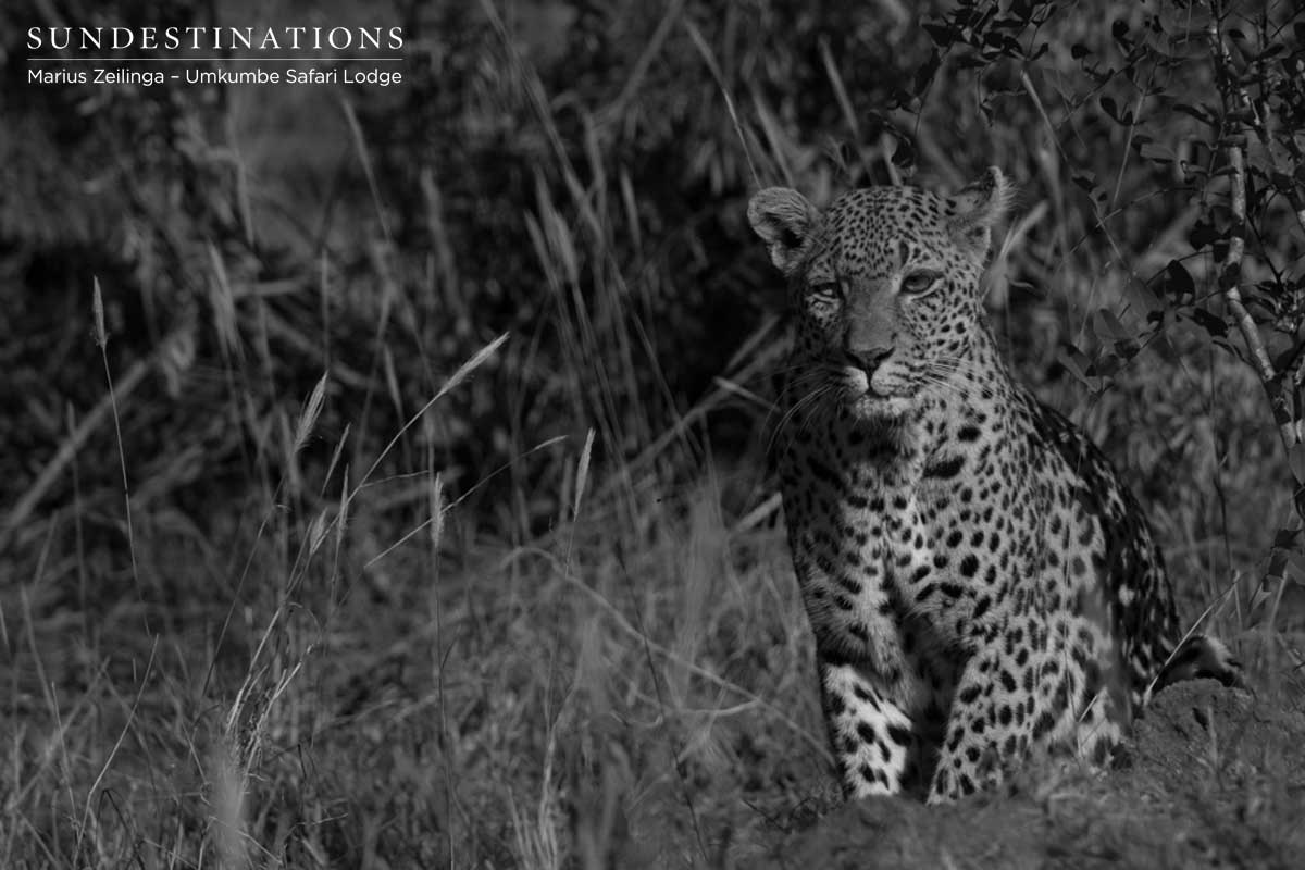 White Dam Umkumbe Leopard White Dam Umkumbe Leopard