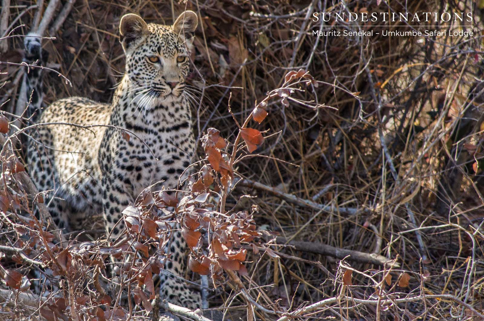 Umkumbe's White Dam Cub Umkumbe's White Dam Cub
