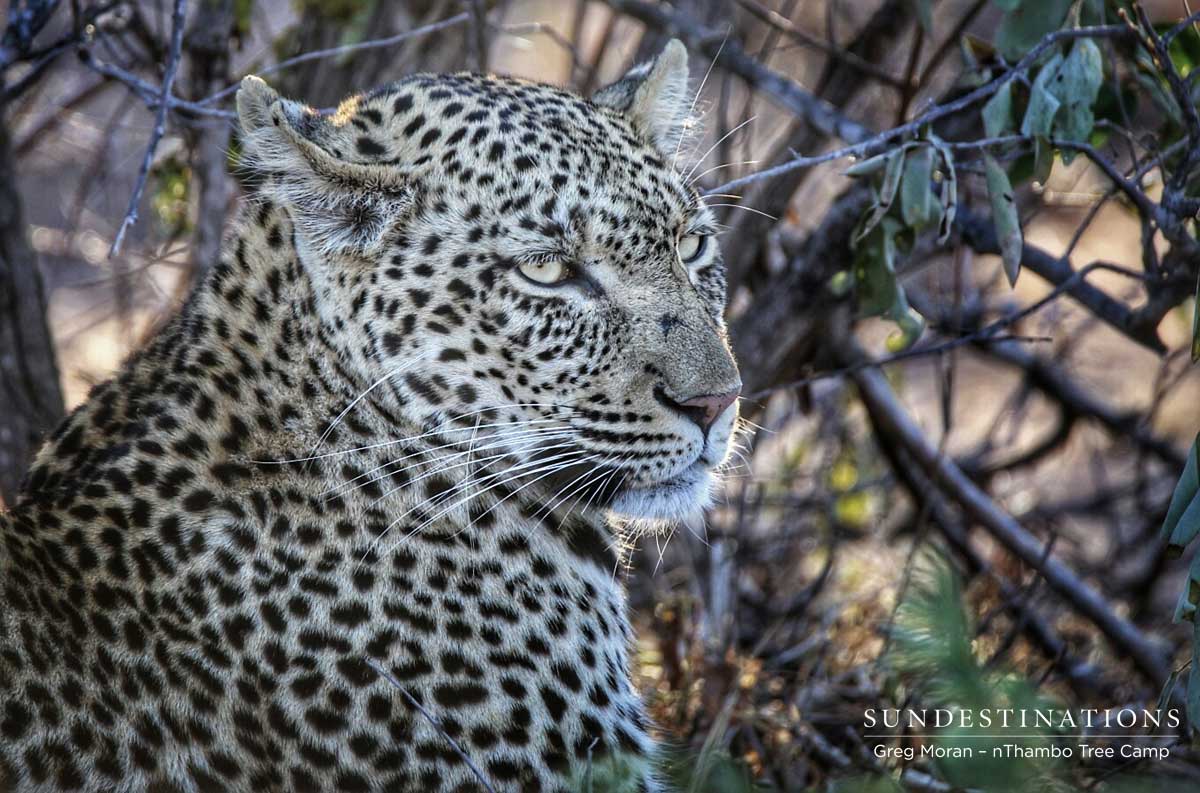 nThambo Leopard nThambo Leopard
