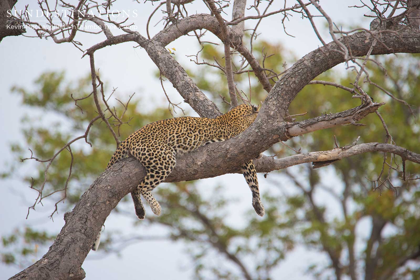 Marula Leopardess Marula Leopardess