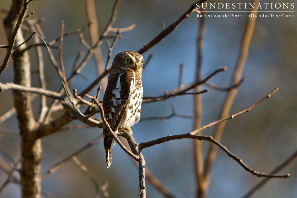 An African barred owlet appears full of character as it raises its brow and glances over its shoulder at the photographer An African barred owlet appears full of character as it raises its brow and glances over its shoulder at the photographer
