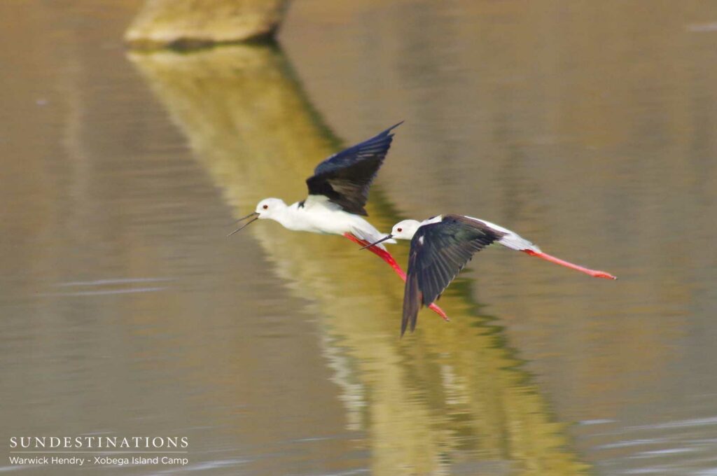 A pair of black-winged stilts glide over the placid waters A pair of black-winged stilts glide over the placid waters