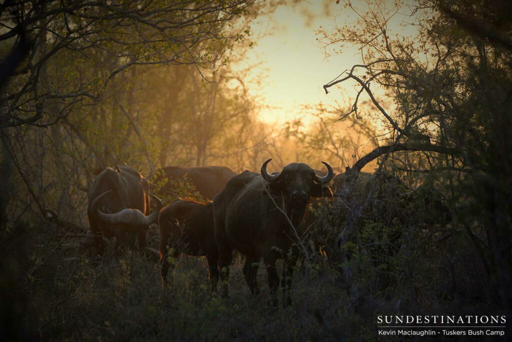 A herd of buffalo investigate the game viewer as Tuskers Bush Camp guests drive past at sunrise A herd of buffalo investigate the game viewer as Tuskers Bush Camp guests drive past at sunrise