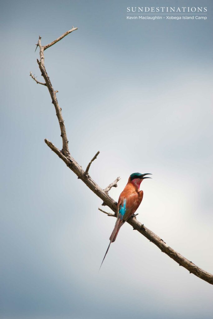 A Carmine Bee-eater catches its breath A Carmine Bee-eater catches its breath