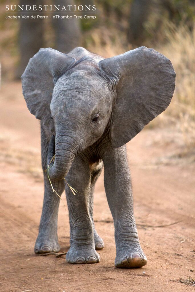 An infant elephant fumbles with a strand of grass as she discovers the many uses of her trunk An infant elephant fumbles with a strand of grass as she discovers the many uses of her trunk