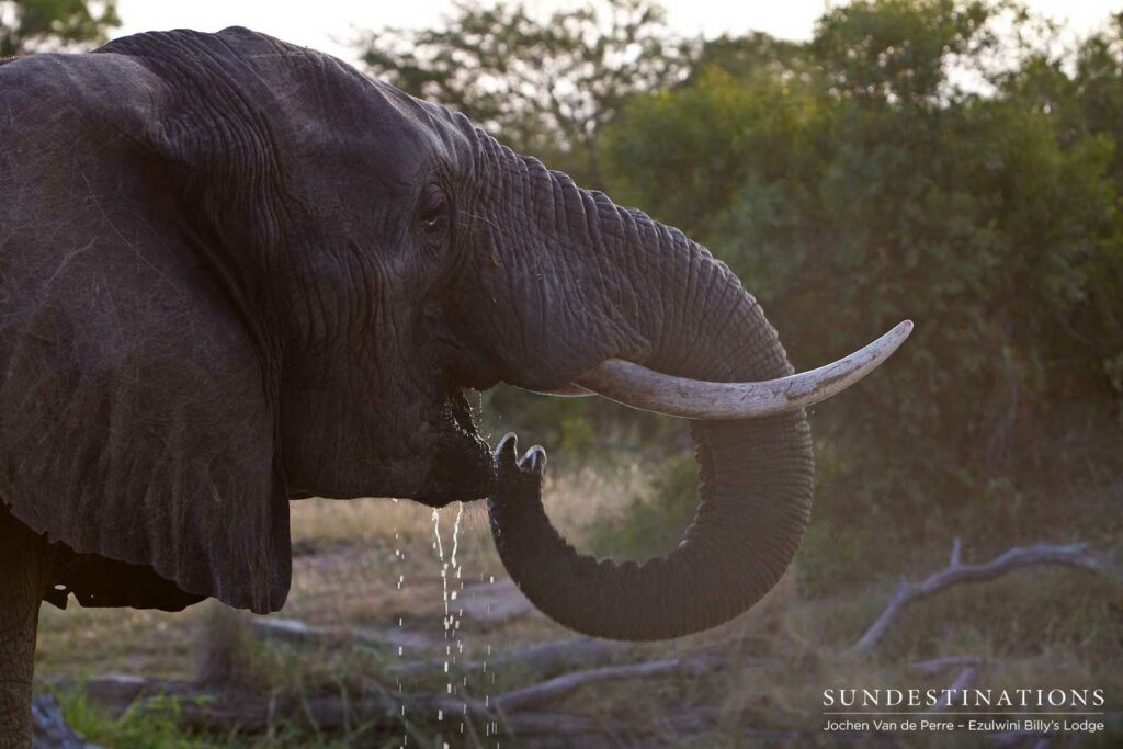 An elephant lifts his tusks as he drains his trunkful of water into his mouth An elephant raises his tusks to the sky as he drains his trunkful of water, quenching his giant thirst