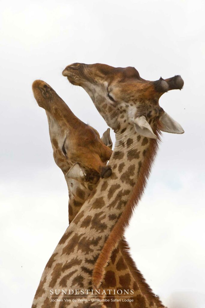 Dancing giraffes. These two males were sizing each other up for a stand off, although this capture makes it look rather romantic Dancing giraffes. These two males were sizing each other up for a stand off, although this capture makes it look rather romantic