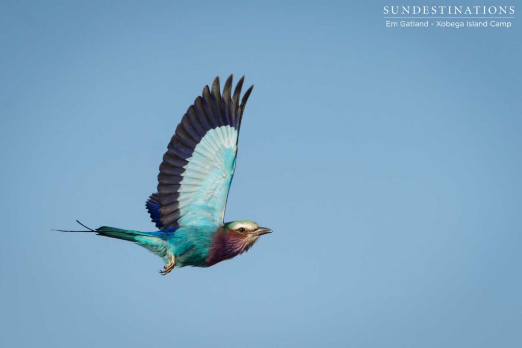 Beautiful Lilac-breasted Roller on the wing Beautiful Lilac-breasted Roller on the wing