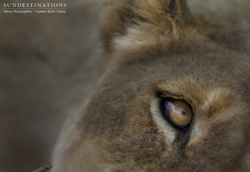 A lioness gazes up at vultures circling overhead, as she rests after a good feast in the Tuskers Bush Camp concession just east of Moremi Game Reserve A lioness gazes up at vultures circling overhead, as she rests after a good feast in the Tuskers Bush Camp concession just east of Moremi Game Reserve