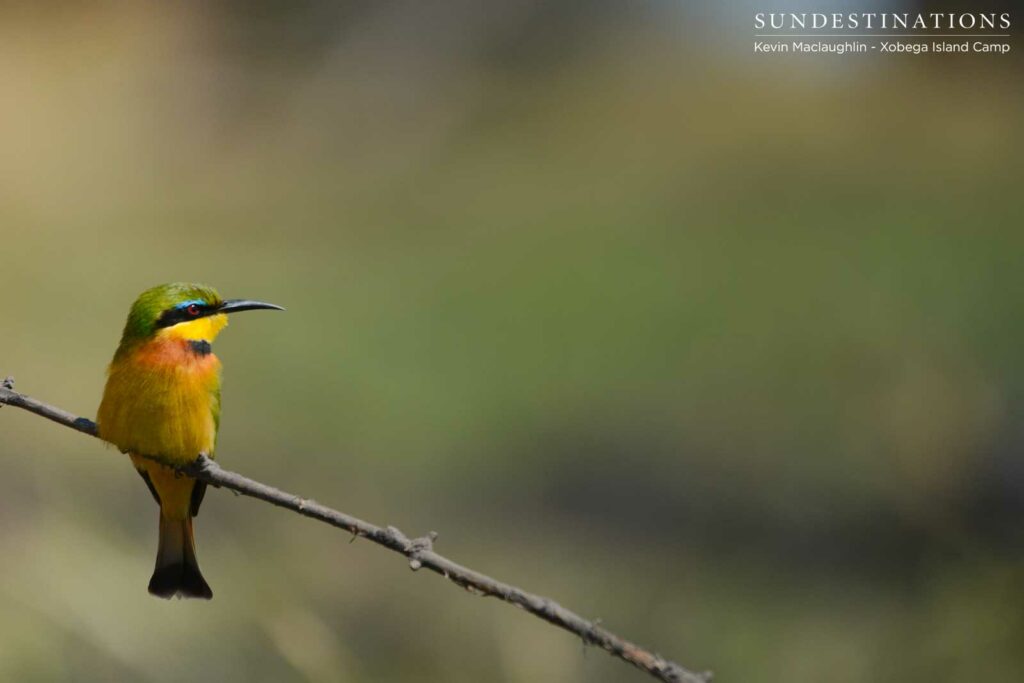 The incredible colouring of the Little Bee-eater The incredible colouring of the Little Bee-eater