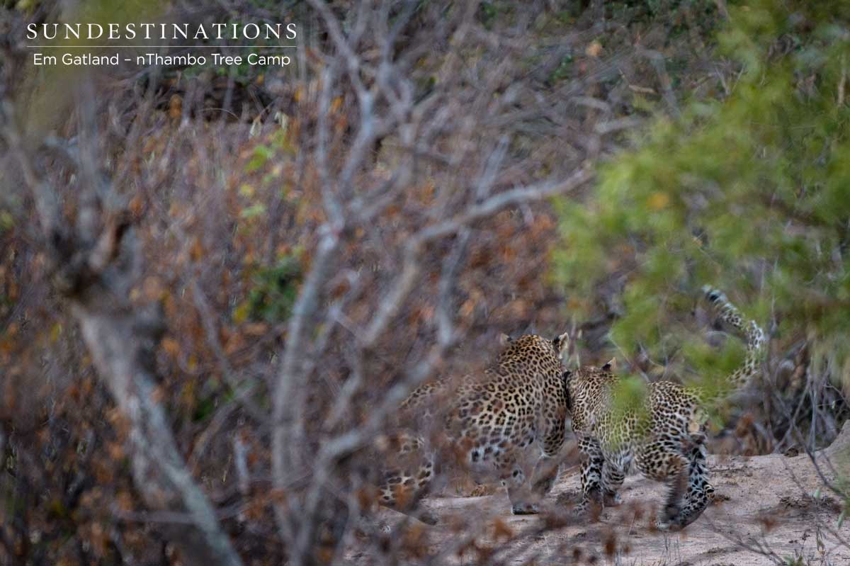 Leopard in Thickets Leopard in Thickets