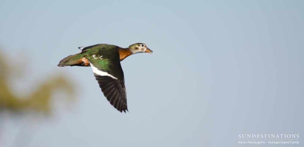 A pygmy goose lifts off from the water and soars through the air A pygmy goose lifts off from the water and soars through the air