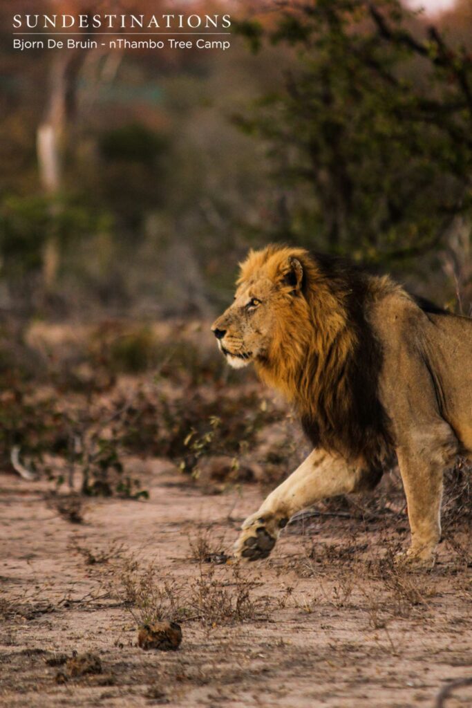 A Trilogy male lion strides out into the morning light, hot on the trail of a buffalo herd A Trilogy male lion strides out into the morning light, hot on the trail of a buffalo herd