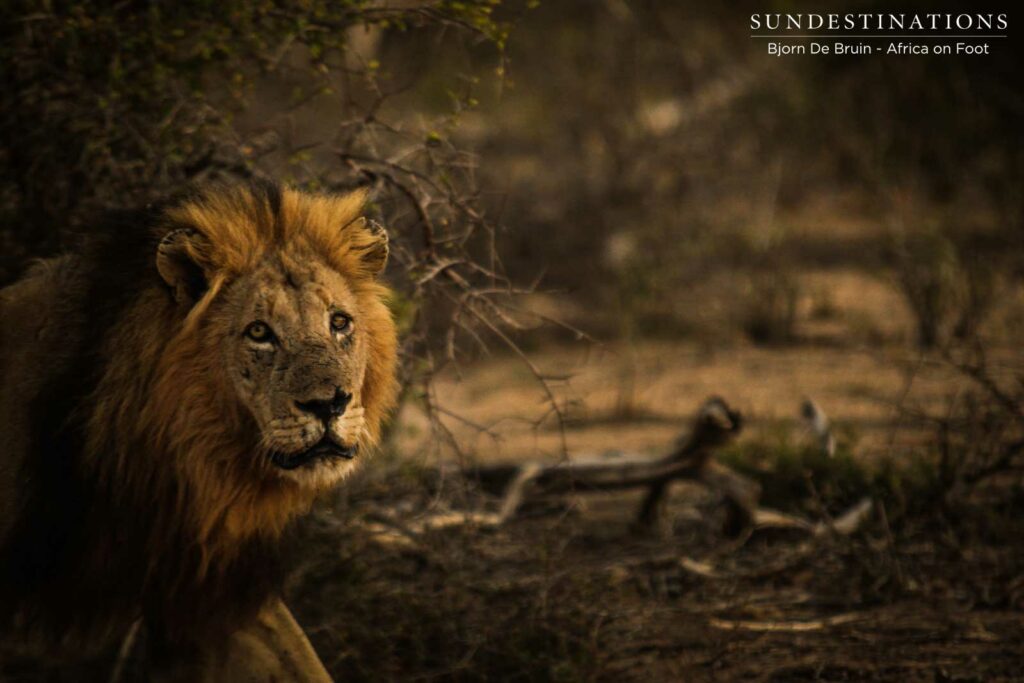 A Trilogy male spotted stalking buffalo and flashes a look of hunger in its eyes A Trilogy male spotted stalking buffalo and flashes a look of hunger in its eyes