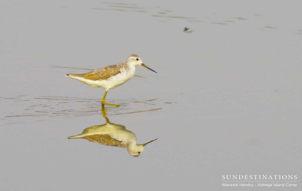 A wood sandpiper doubles as his perfect reflection A wood sandpiper doubles as his perfect reflection