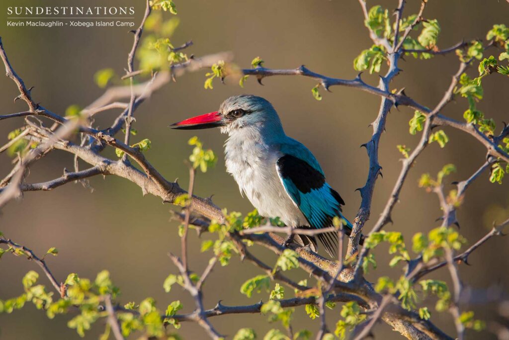 The Woodland Kingfisher - sporting Botswana's National Colours The Woodland Kingfisher - sporting Botswana's National Colours