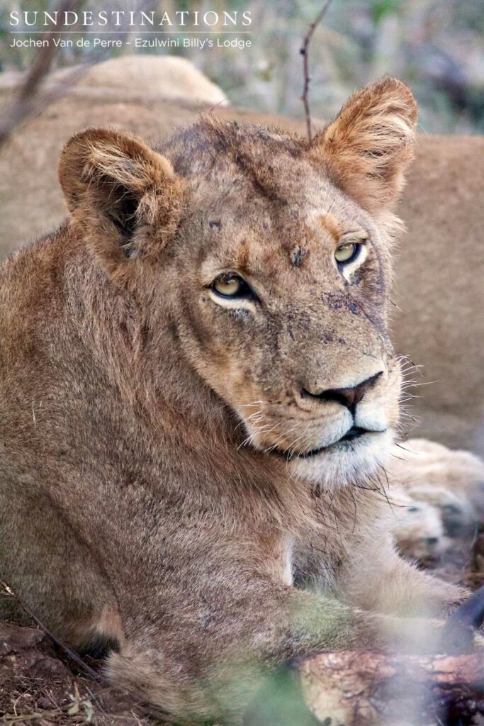 One of Balule's young male lions wears the evidence of a recent feast all over his face and developing mane One of Balule's young male lions wears the evidence of a recent feast all over his face and developing mane