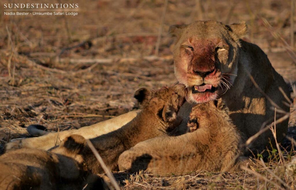 Floppy Ear (mother) and her two newest cubs Floppy Ear (mother) and her two newest cubs