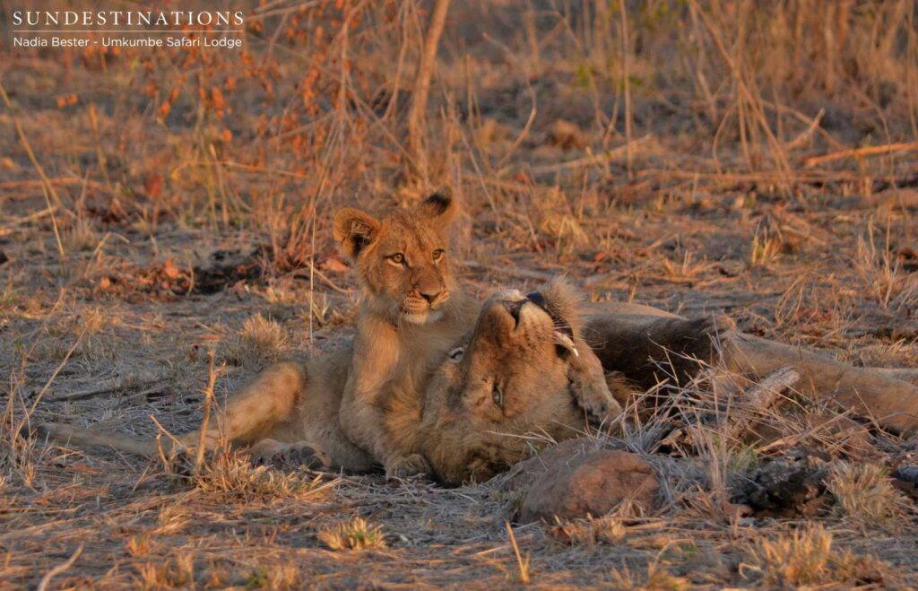 One of the older cubs with Charleston male (father) One of the older cubs with Charleston male (father)