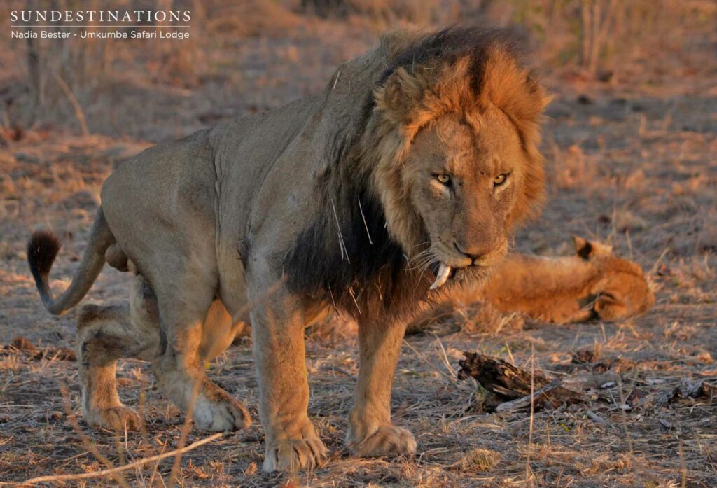 Charleston male lion, now famous for his dislodged canine Charleston male lion, now famous for his dislodged canine