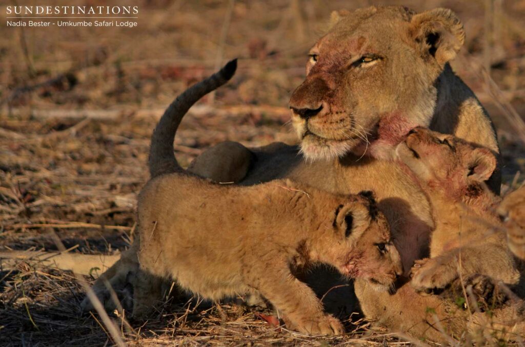 Mother lioness and one of her 6 week old cubs (both males) Mother lioness and one of her 6 week old cubs (both males)