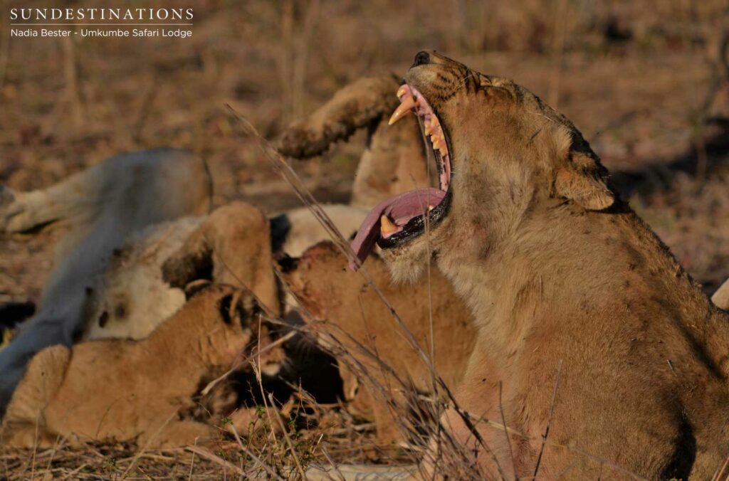 Yawn from a Southern Pride lioness Yawn from a Southern Pride lioness