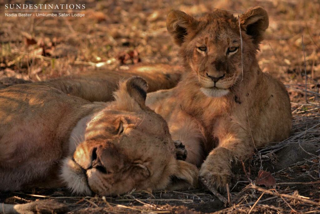 One of the older cubs resting alongside lioness One of the older cubs resting alongside lioness