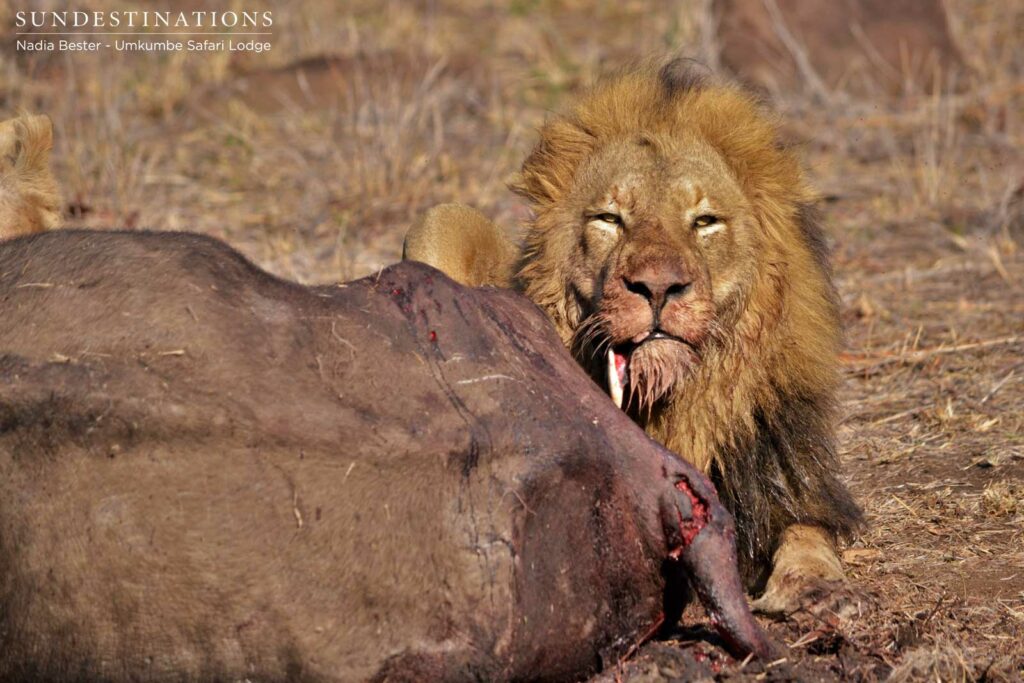 Charleston male feeding on a buffalo kill Charleston male feeding on a buffalo kill