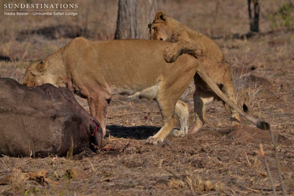Southern Pride lioness on buffalo kill with playful cubs in tow Southern Pride lioness on buffalo kill with playful cubs in tow