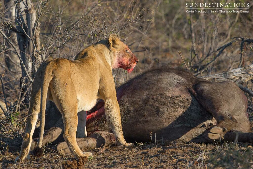 The buffalo is a fantastic meal for the lions and they will most probably return to the carcass later today The buffalo is a fantastic meal for the lions and they will most probably return to the carcass later today
